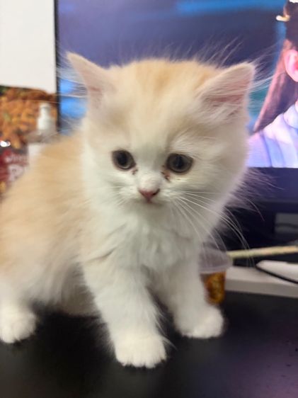 อเมริกัน ชอร์ตแฮร์ (American Shorthair) ลูกแมว