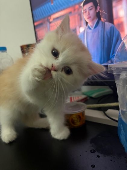 ลูกแมว รูปที่ 2