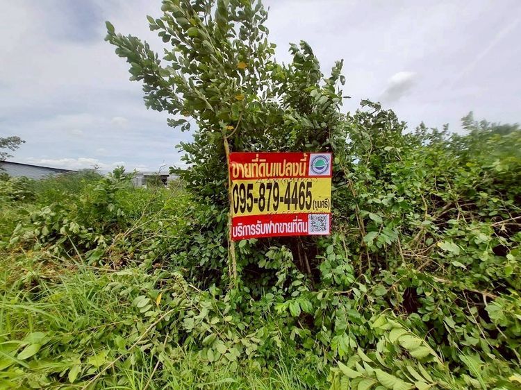 ขายด่วน ที่ดินใกล้ตลาดไท 403 ตรว ติดถนนคอนกรีตสาธารณะ 2 ด้าน ซ.ไอยรา 18,19 อ.คลองหลวง จ.ปทุมธานี 0 รูปที่ 2