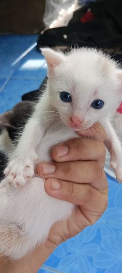 แมวขาวมณีตาฟ้า รูปที่ 4