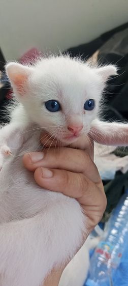 ขาวมณี (Khao Manee) แมวขาวมณีตาฟ้า