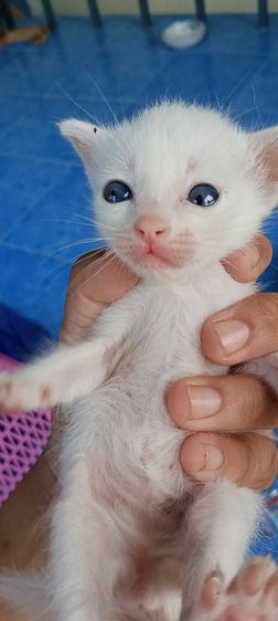 แมวขาวมณีตาฟ้า รูปที่ 2