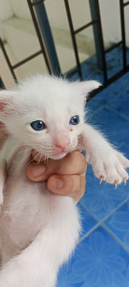 แมวขาวมณีตาฟ้า รูปที่ 3