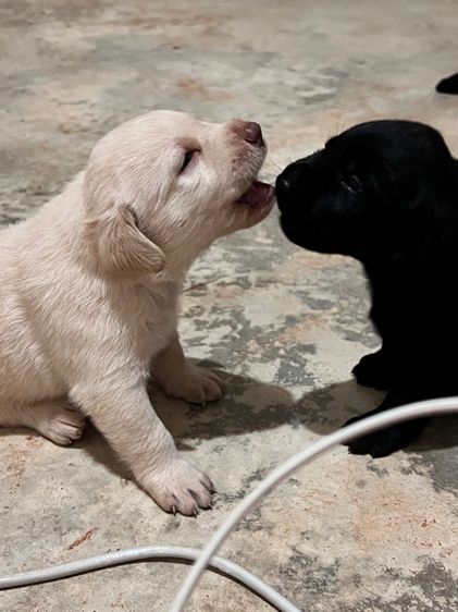 ลาบราดอร์ (Labrador) เล็ก ลาบาดอร์แท้