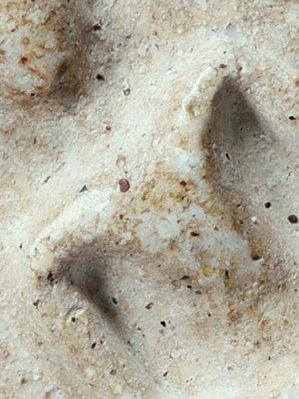 สวยแชมป์ ให้เช่าบูชา พระชุดเบญจภาคี พระสมเด็จ วัดระฆัง พิมพ์ใหญ่ เกศทะลุซุ้ม มีมวลสาร เก่า รูปที่ 3