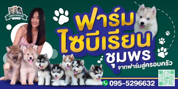 ไซบีเรียนฮัสกี้ Siberian husky  รูปที่ 7