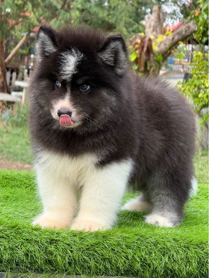 ไซบีเรียนฮัสกี้ Siberian husky  รูปที่ 4