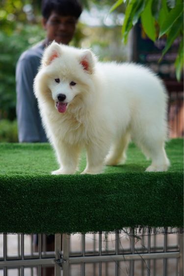 ไซบีเรียนฮัสกี้ Siberian husky  รูปที่ 10