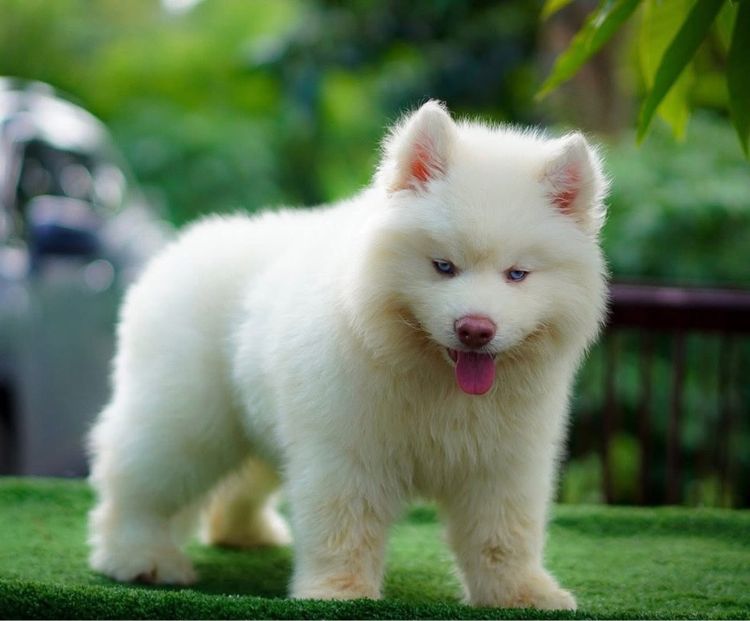 ไซบีเรียนฮัสกี้ Siberian husky  รูปที่ 5