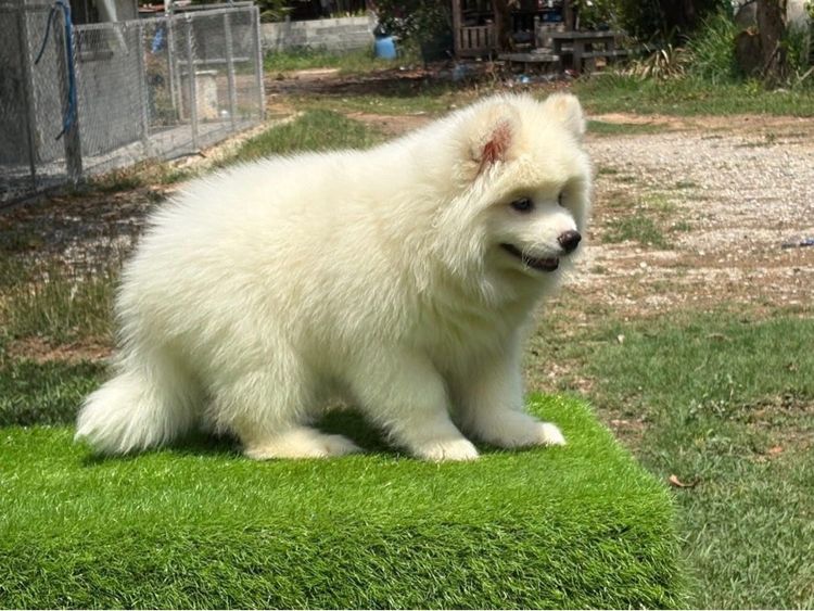 ไซบีเรียนฮัสกี้ Siberian husky  รูปที่ 13