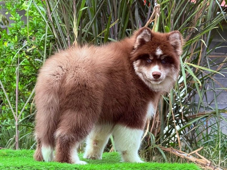 ไซบีเรียนฮัสกี้ Siberian husky  รูปที่ 15