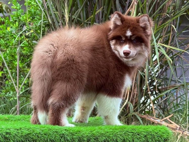 ไซบีเรียนฮัสกี้ Siberian husky  รูปที่ 3