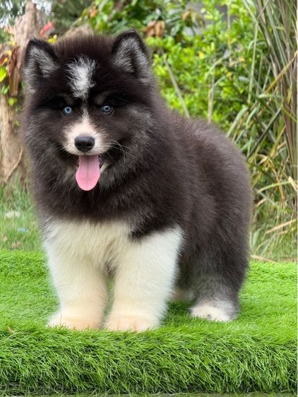 ไซบีเรียนฮัสกี้ Siberian husky  รูปที่ 14