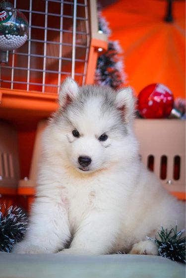 ไซบีเรียนฮัสกี้ Siberian husky  รูปที่ 12
