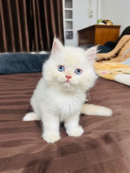 เปอร์เซีย รูปที่ 3