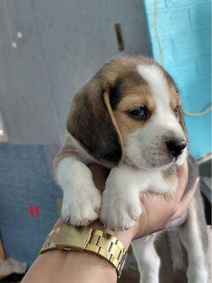 ลูกสุนัขบีเกิ้ล