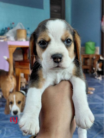 เด็กหญิงเกิ้ล1