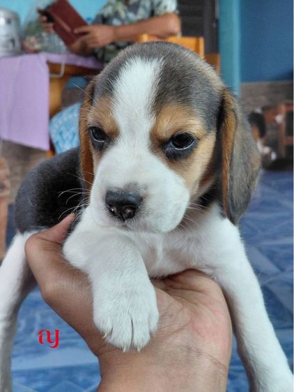 เด็กหญิงเกิ้ล2