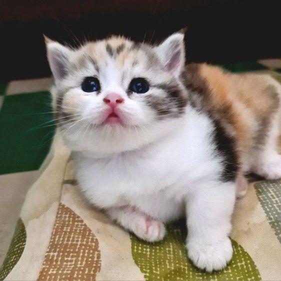 สก็อตติช โฟลด์ (Scottish Fold) สกอตติช ดญ สามสี 