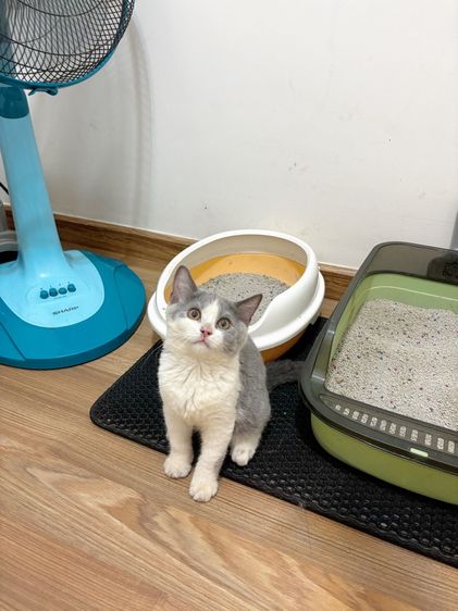 บริติชช็อคแฮร์ รูปที่ 4