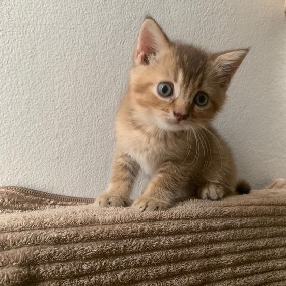 สก็อตติชโฟลด์ รูปที่ 8