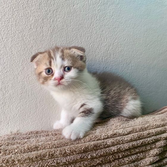 สก็อตติชโฟลด์ รูปที่ 3