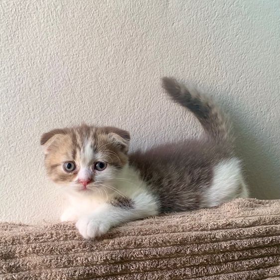 สก็อตติชโฟลด์ รูปที่ 2