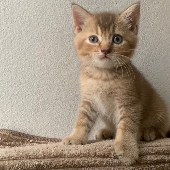 สก็อตติชโฟลด์ รูปที่ 6