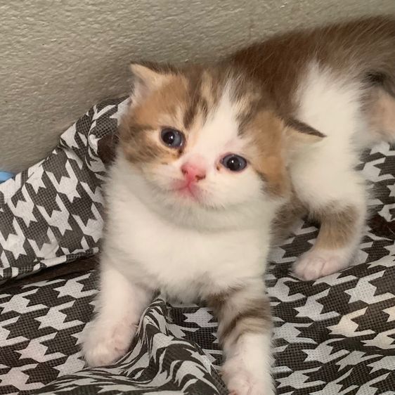 สก็อตติชโฟลด์ รูปที่ 4