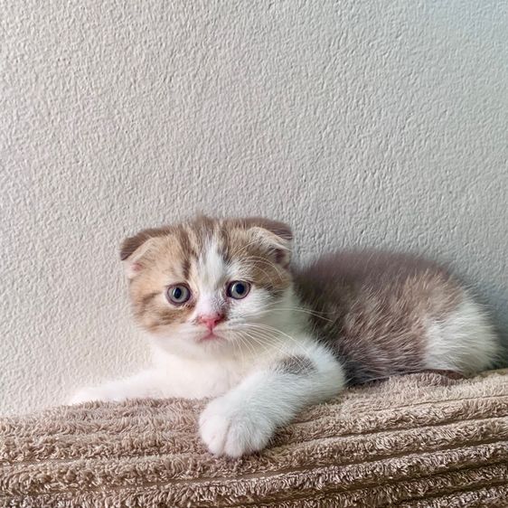 สก็อตติชโฟลด์