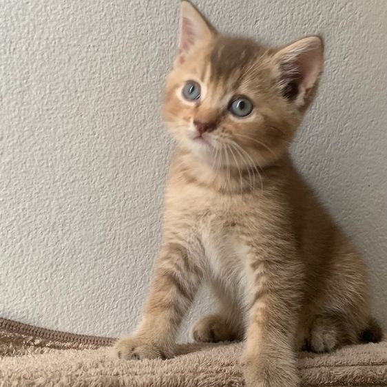 สก็อตติชโฟลด์ รูปที่ 5