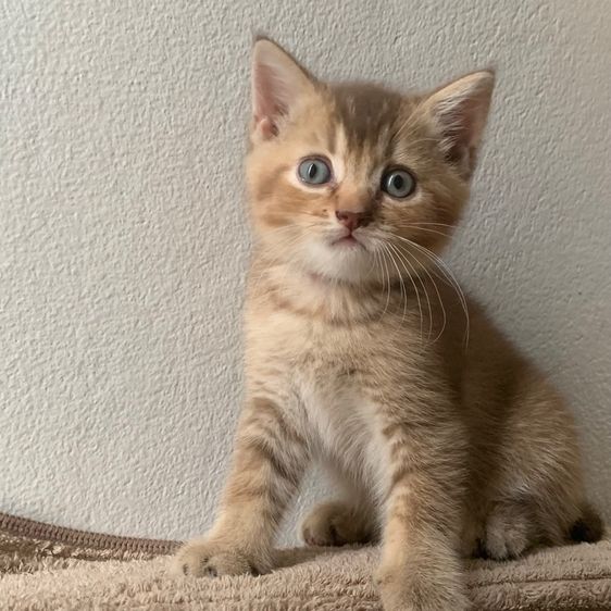 สก็อตติชโฟลด์ รูปที่ 7