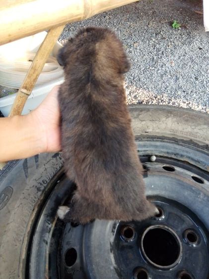 แก้วเด้น รูปที่ 2