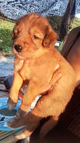 โกลเด้นรีทรีฟเวอร์ (Golden Retriever) ใหญ่ โกเด้น