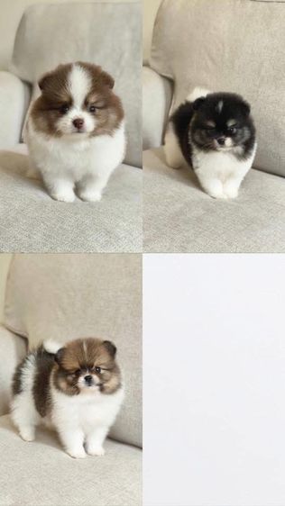 หาบ้านจ้า รูปที่ 3