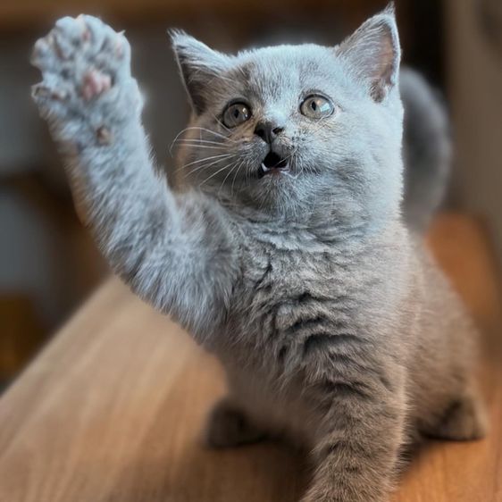 แมว บริติชข้อตแฮร์ แท้  รูปที่ 5