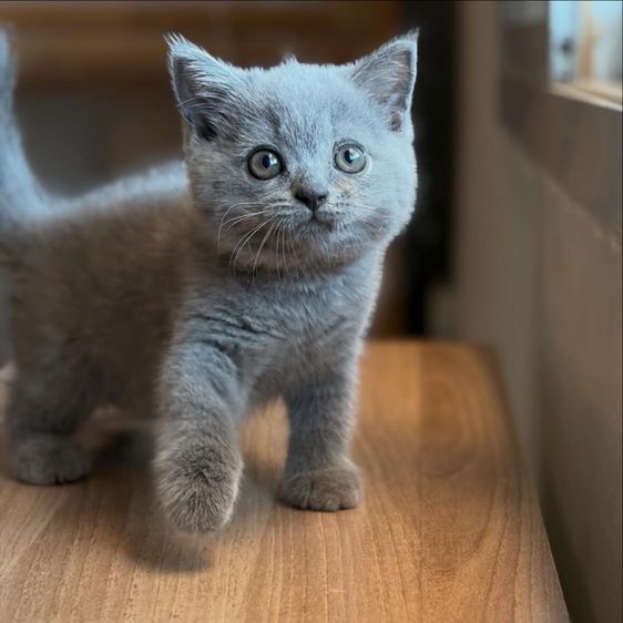 แมว บริติชข้อตแฮร์ แท้ 