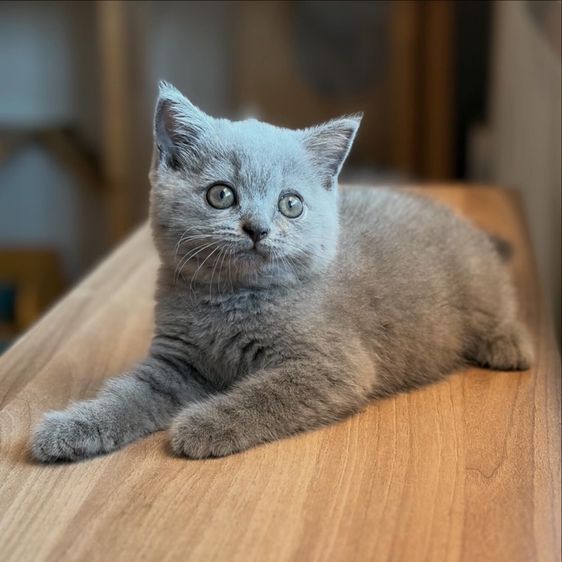 แมว บริติชข้อตแฮร์ แท้  รูปที่ 4