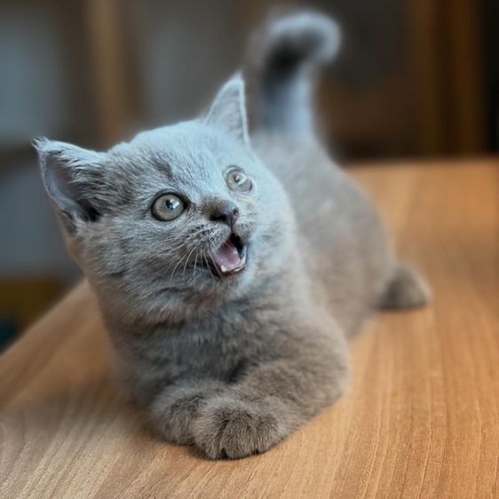 แมว บริติชข้อตแฮร์ แท้  รูปที่ 2