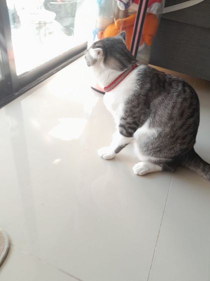 สก็อตติช โฟลด์ (Scottish Fold) ขายแมวสก๊อตติชโฟลด์พันธุ์หูสั้นเพศผู้อายุ9เดือนลายเทาหาผู้ดูแลเข้าของเดินทางต่างจังหวัดบ่อยๆ