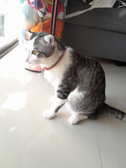 ขายแมวสก๊อตติชโฟลด์พันธุ์หูสั้นเพศผู้อายุ9เดือนลายเทาหาผู้ดูแลเข้าของเดินทางต่างจังหวัดบ่อยๆ รูปที่ 4