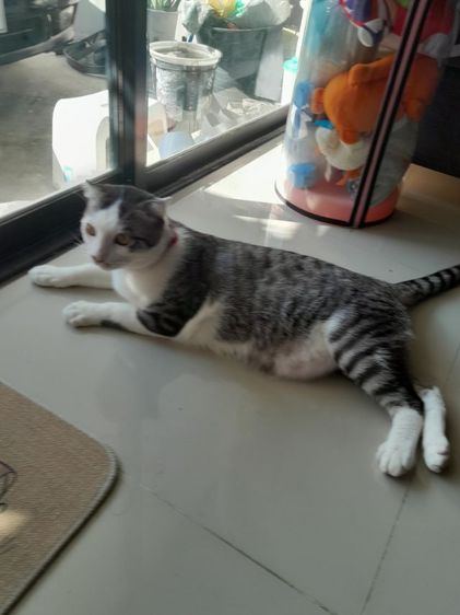 ขายแมวสก๊อตติชโฟลด์พันธุ์หูสั้นเพศผู้อายุ9เดือนลายเทาหาผู้ดูแลเข้าของเดินทางต่างจังหวัดบ่อยๆ รูปที่ 5