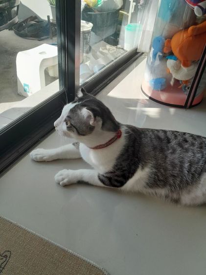 ขายแมวสก๊อตติชโฟลด์พันธุ์หูสั้นเพศผู้อายุ9เดือนลายเทาหาผู้ดูแลเข้าของเดินทางต่างจังหวัดบ่อยๆ รูปที่ 6