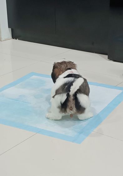 ชิสุห์ รูปที่ 14