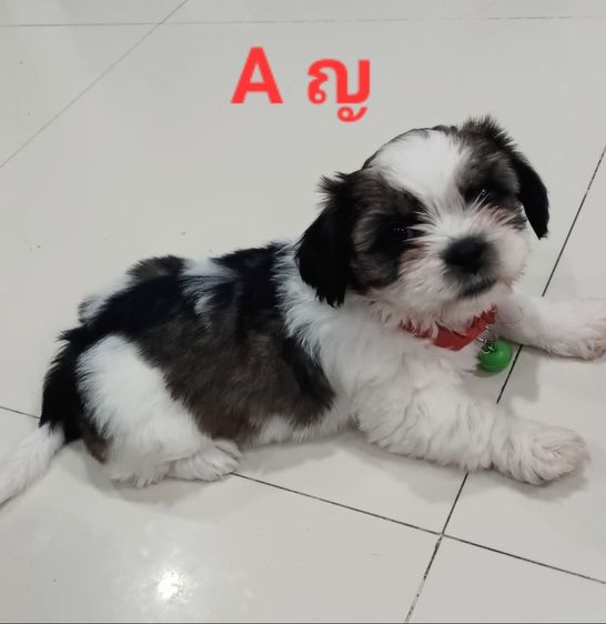 ชิสุห์ รูปที่ 15