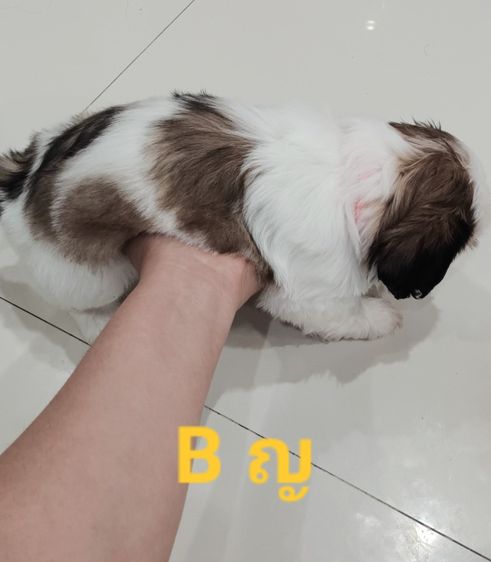 ชิสุห์ รูปที่ 2