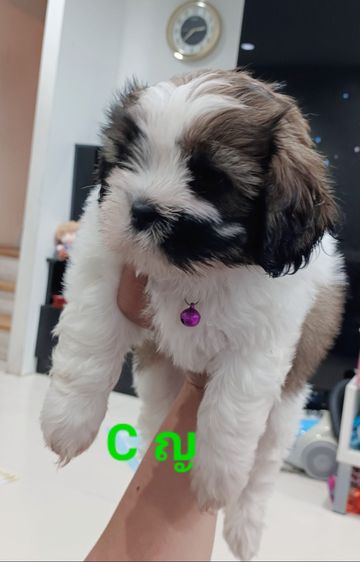 ชิสุห์ รูปที่ 7