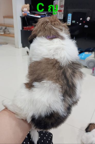 ชิสุห์ รูปที่ 4