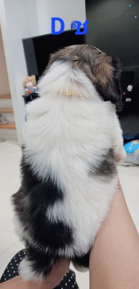 ชิสุห์ รูปที่ 10