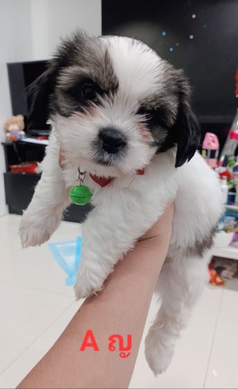 ชิสุห์ รูปที่ 18